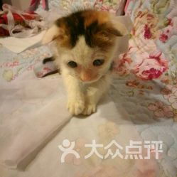 台湾福懋动物诊所中山总院——专业兽医服务守护宠物健康